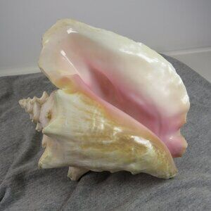 Large REAL Conch Sea Shell 7" tall 9" wide has some chips Tan pink white outer